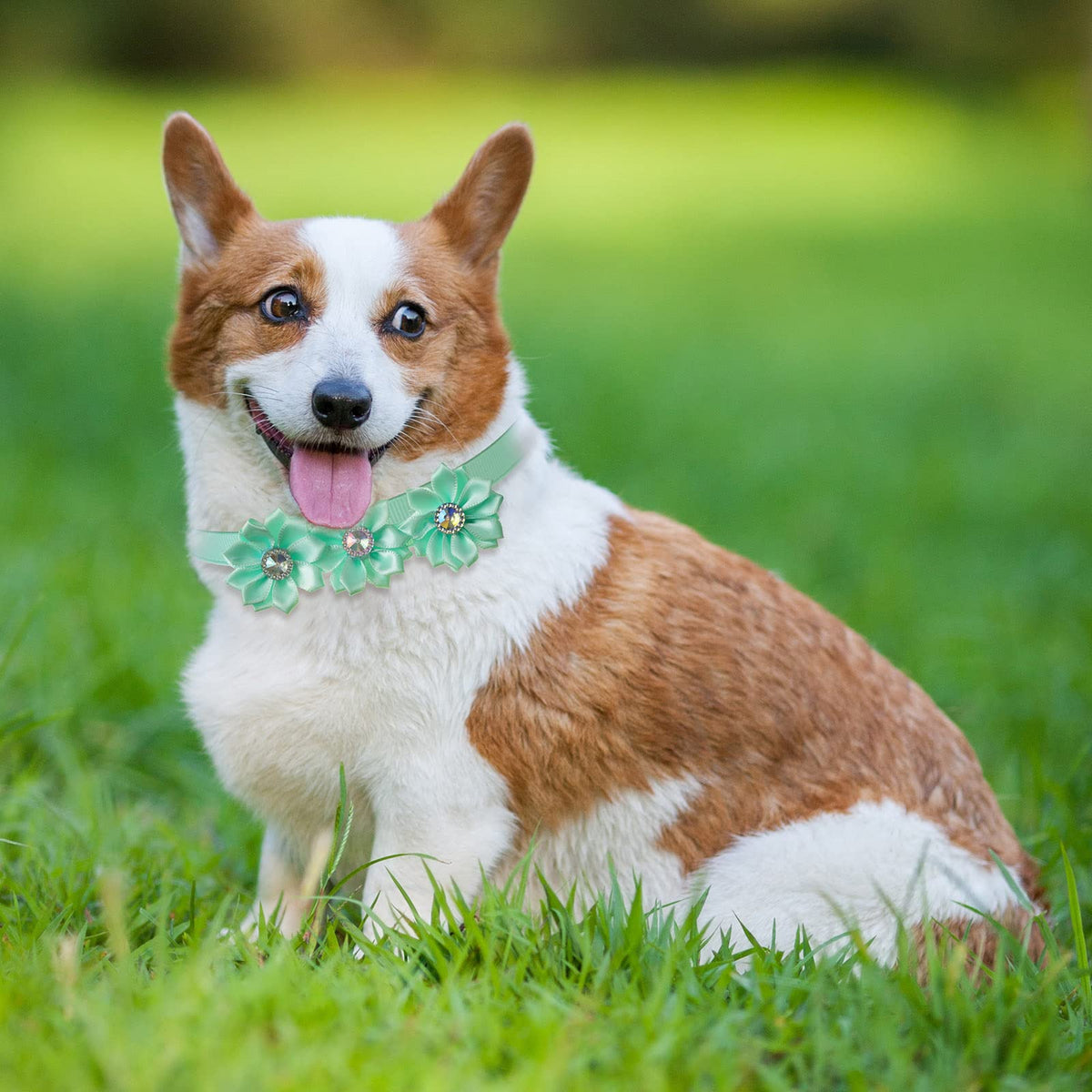 80 Pcs Dog Bowtie Flower Collar Adjustable T39897