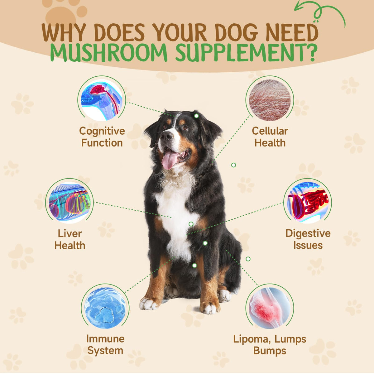 9 in 1 Mushroom for Dogs F547972